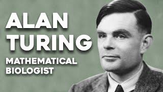 Alan Turing, the mathematical biologist | Mathematics and Statistics at Sheffield