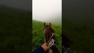 #kyrgyzstan #horse #kazakhstan #animals #uzbekistan #mountains #nature #travel #wildlife