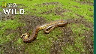 Anaconda adalah Ular Kelas Berat | Nat Geo Liar