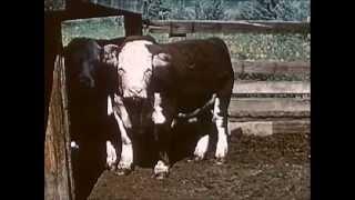1950s Beef Cattle Production - Herds West (1955) - CharlieDeanArchives / Archival Footage