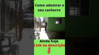 adestre o seu cachorro de maneira fácil