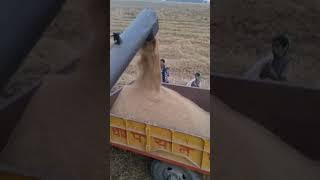 Dhan ko ktayi #viral #youtubeshorts #video #kisan #farming