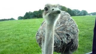 Ostrich Pecking at Window