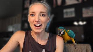 What Having a Macaw is REALLY Like! | Jinx My Blue Throat Macaw