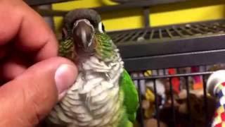 The Best Bonding Time With Your Conure Is Preening Time