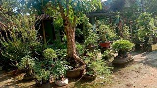 kampung bonsai wonokaryo sekarang jadi kampung wisata rugi kalau gak kesini