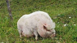 How to Feed Your Potbellied Pig | Pet Pigs