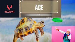 haha very funny video with an ace