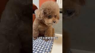 dog haircut before and after #cute#toypoddle #dogs