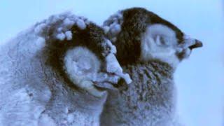 Penguin Chicks Struggle To Survive | Planet Earth | BBC Earth
