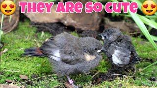 Building a PLAYGROUND for Baby Birds | Natural Enrichment