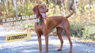 "¡El Vizsla Perfecto para Corredores de Montaña! ️ ¿Por qué Este Perro es el Compañero Ideal?"