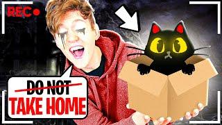 Do NOT Take This EVIL Cat Home...!? (ALL ENDINGS UNLOCKED!)