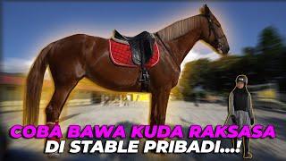 NEKAD..!! BAWA KUDA RAKSASA DI STABLE PRIBADI..! BAGUS BANGETTTT