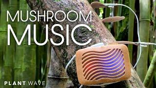 Mushroom Music with PlantWave at Kealia Forest Reserve