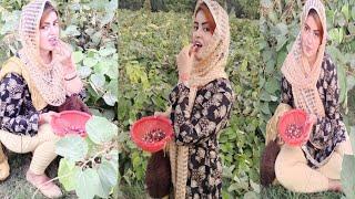 Falsa Fruit | Fhalsa Tree | Falsa Garden Fruit Tree | How To Grow Falsa Plants |  Khadija Info