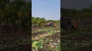 Papaya Farming