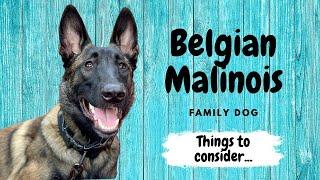 Belgian Malinois Family Dog - Things to Consider