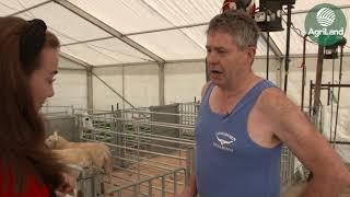 Sheep shearing lessons from a champion - at 'Ploughing 2019'