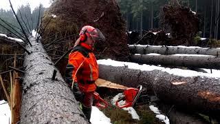 Husqvarna 572XP VS Husqvarna 560XP Chain saw Hurricane Herwart broke trees !!!