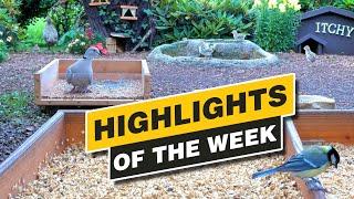 Highlights Of The Week - June 2024 - Week 25 