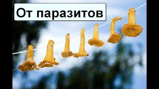 Dried chanterelle mushrooms from parasites. Benefits and contraindications.