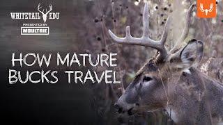 How Mature Bucks Travel | Whitetail EDU