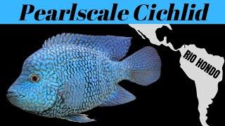 Herichthys carpintis (The Pearlscale Cichlid) - ELECTRIC Colors with a BIG Presence