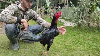 Ayam Ganoi full black