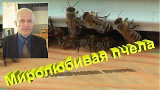 Профессор Кашковский: Как пчелу сделать миролюбивой?