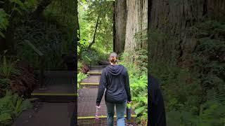 Grove of Titans Redwood National Park in Crescent City, CA! #hiking #nationalpark #podcast #travel