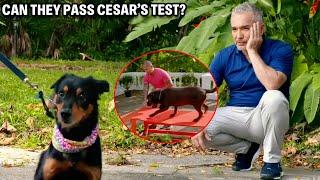 The Best Way To Get Your Dog Into The Car | Cesar Recruit Asia, Episode 1 - Part 2