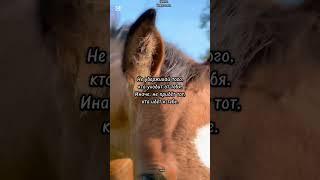 цитаты #лошади #омархайям #цитатывеликих #умныемысли #золотыеслова #красивоевидео
