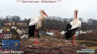 2025 03 01 Storchennest Röttenbach, Guten Morgen, Rötti's zurück aus den Fanggründen kalt 1°C