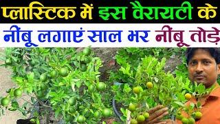 प्लास्टिक में इस वैरायटी के नींबू लगाएं साल भर नींबू तोड़े | Lemon Plant Care Tips |Lemon Fertilizer