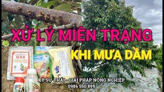 Tập 91: Xử Lý Miên Trạng "Mắt Cua" Khi Gặp Mưa Dầm Đúng Kỹ Thuật Kỹ Sư Thái 0986550899