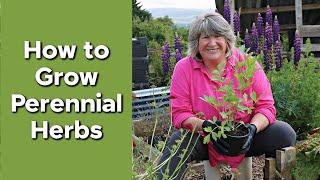 5 Perennial Herbs and How to Propagate Them | Gardening Skills