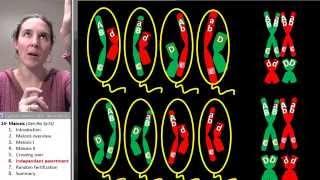 Meiosis 6- Independent assortment