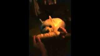 My Dog Likes corn-on-the-cob