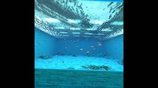 Miragesoft RealVrFishing Meerwasser Aquarium | #Miragesoft #Meerwasser #Aquarium #Oculus #Salzwasser