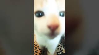  #what #funny #funnyshorts #wow #kitten #kitten #idied #cool #DaPancakeBro