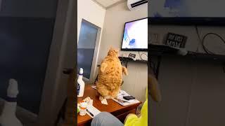 Funny pets #FunnyPets #funnycats #youtubeshorts #youtubeshortskids #Cutecats #.ne, #.ne,ijhnc #ijhn