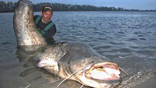 Monster Catfish 250 lbs VS Yuri Grisendi - HD by Catfish World