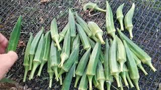 Jambalaya Hybrid Okra Osborne Quality Seeds