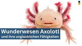 Axolotl – große Wassermonster mit außergewöhnlichen Fähigkeiten