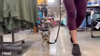 “Piper” 7mo Yorkie Littermate | Daytona Beach Dog Training | Central Florida Dog Training