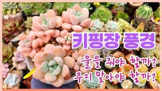 240630 다육스케치 ㅣ키핑장 풍경 ㅣ 다육이 키우기 ㅣsucculent plants ㅣ여름철 다육이 관리ㅣ 오렌지 샤벳ㅣ 월셔ㅣ 맑음이ㅣ 코사지ㅣ 신동ㅣ 룬데리 ㅣ레종