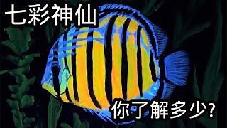 七彩神仙你了解多少? 顏色鮮艷多變的熱帶魚之王! (上)