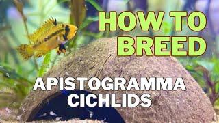 How to breed Apistogramma Cacatuoides.