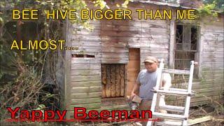 Massive Bee Hive Removal From Abandoned House Wall with Surprise Ending